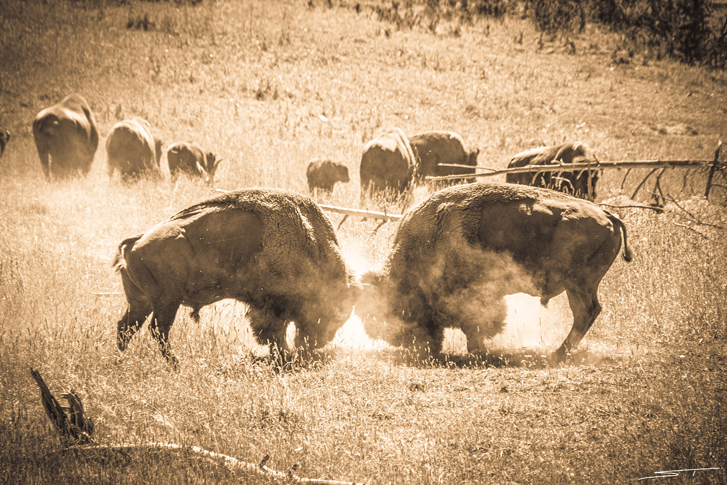 animals at Yellowstone park