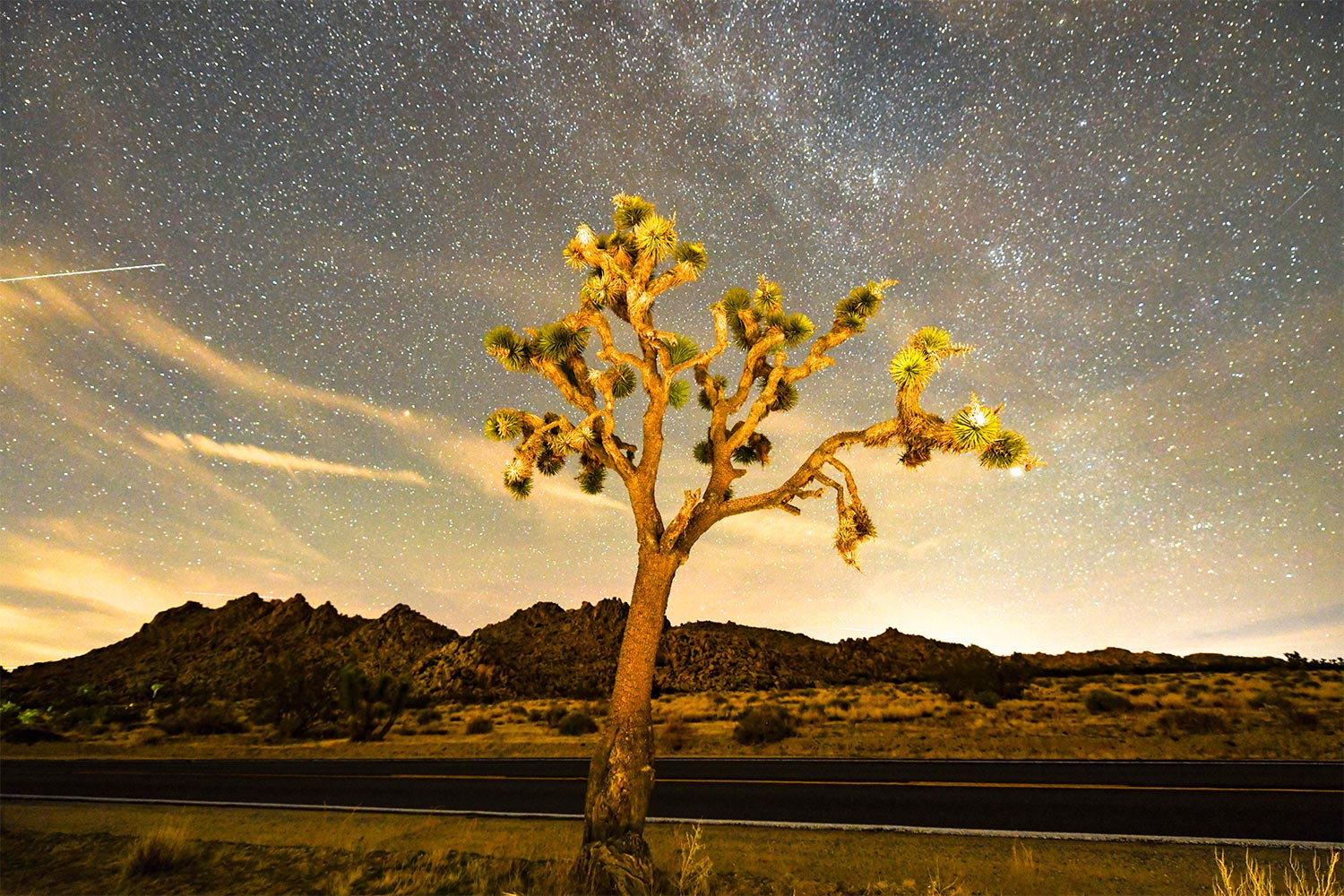 Joshua Tree