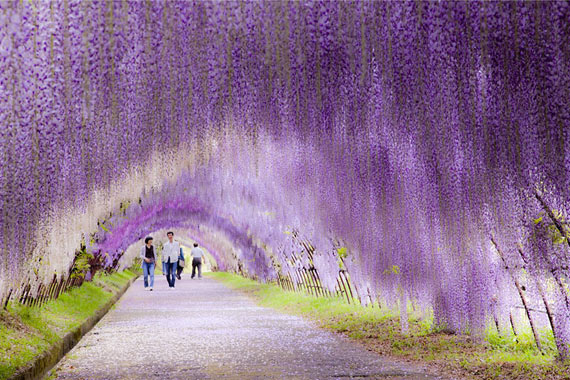 Wisteria