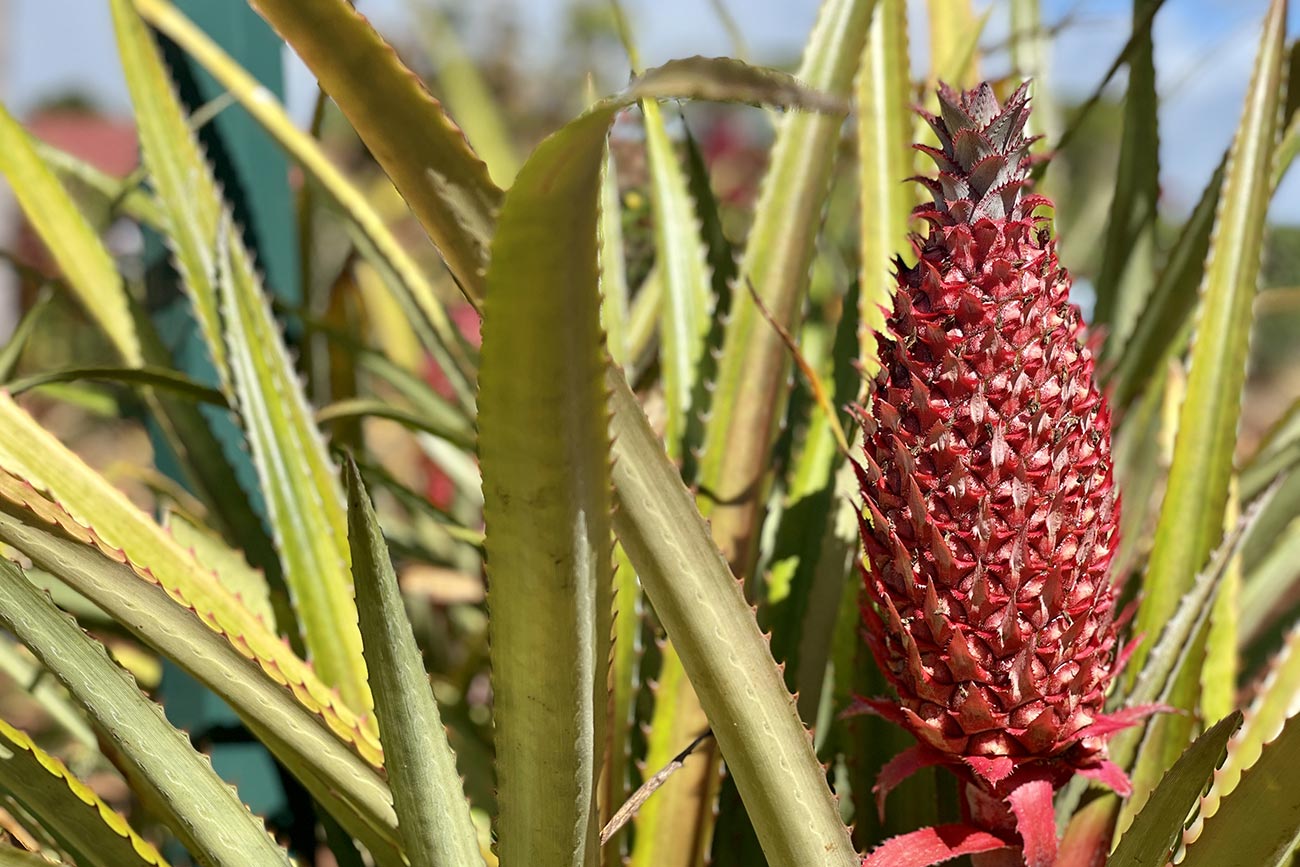 excursion Dole Plantation à hawaii