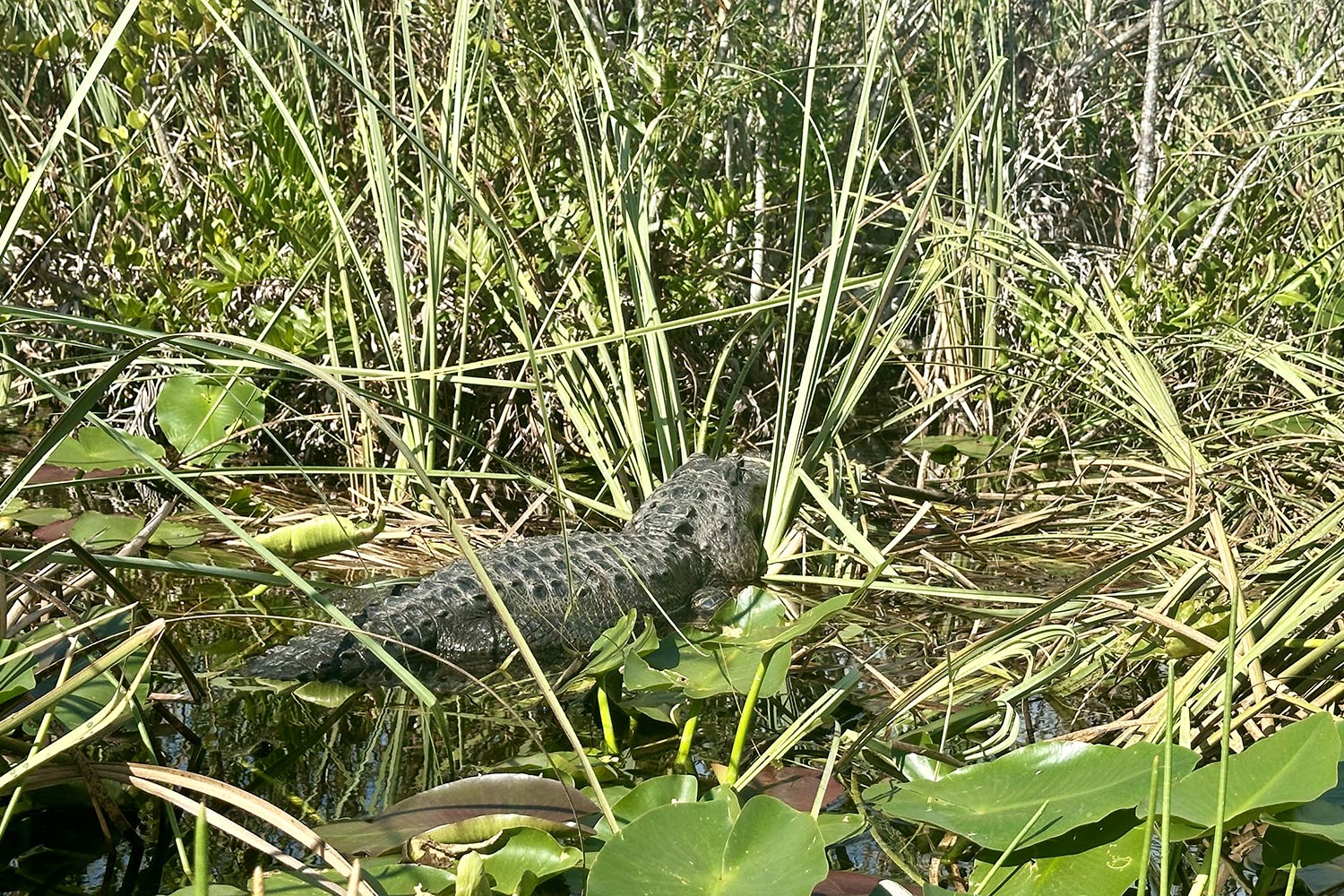 Everglades Miami